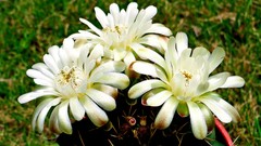 Flowers nature Plants