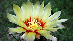 Flowers nature Plants