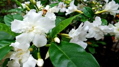 Flowers nature Plants