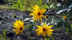 Flowers nature Plants