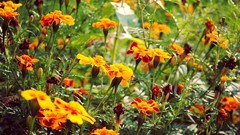 Flowers nature Plants