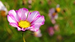 Flowers nature Plants