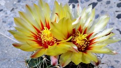 Flowers nature Plants