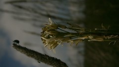 Flowers nature Plants