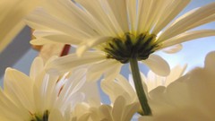 Flowers nature Plants