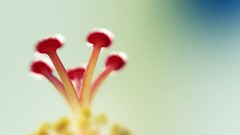 Flowers nature Plants