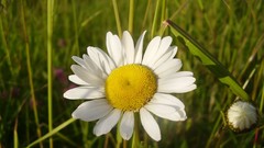 Flowers nature Plants