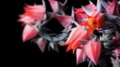 Flowers nature Plants