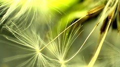 Flowers nature Plants