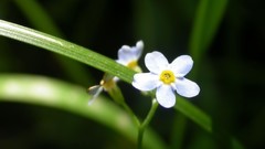 Flowers nature Plants
