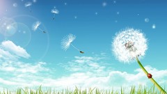 Flowers nature Plants