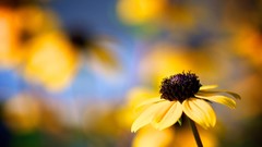 Flowers nature Plants