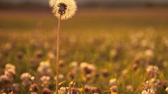 Flowers nature Plants