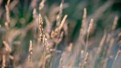 Flowers nature Plants