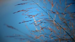 Flowers nature Plants