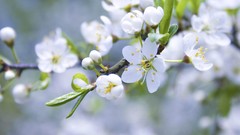 Flowers nature Plants