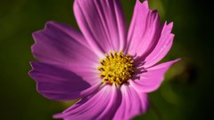 Flowers nature Plants