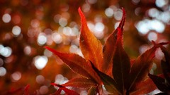 Flowers nature Plants