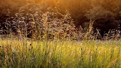 Flowers nature Plants
