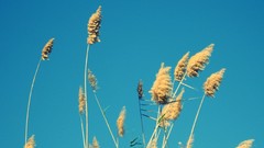 Flowers nature Plants