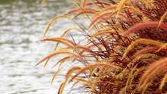 Flowers nature Plants