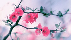 Flowers nature Plants