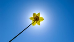 Flowers nature Plants