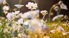 Flowers nature Plants