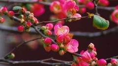 Flowers nature Plants