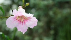 Flowers nature Plants