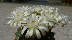 Flowers nature Plants