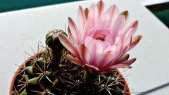 Flowers nature Plants