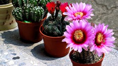 Flowers nature Plants