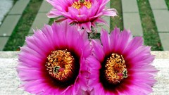 Flowers nature Plants