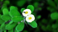 Flowers nature Plants ants