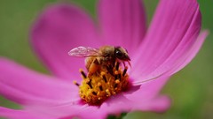 Flowers nature Plants bees insects pink flowers cosmos flower