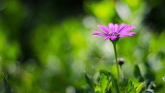 Flowers nature Plants blurred background