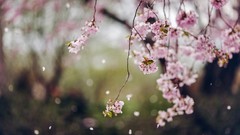 Flowers nature Plants bokeh flora