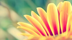 Flowers nature Plants bokeh macro