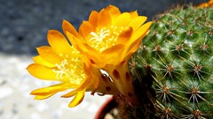 Flowers nature Plants cactus sunlight yellow flowers cactus 