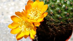 Flowers nature Plants cactus yellow flowers cactus flowers