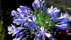 Flowers nature Plants close-up purple flowers