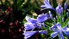 Flowers nature Plants close-up purple flowers