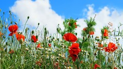 Flowers nature Plants clouds colorful sky red flowers