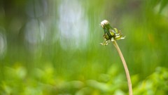 Flowers nature Plants dandelions