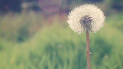 Flowers nature Plants dandelions bokeh depth of field