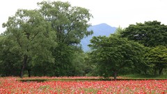 Flowers nature Plants fields