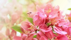 Flowers nature Plants flora