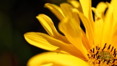 Flowers nature Plants flower petals yellow flowers depth of 
