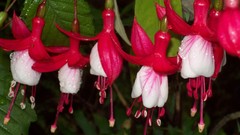 Flowers nature Plants fuschia